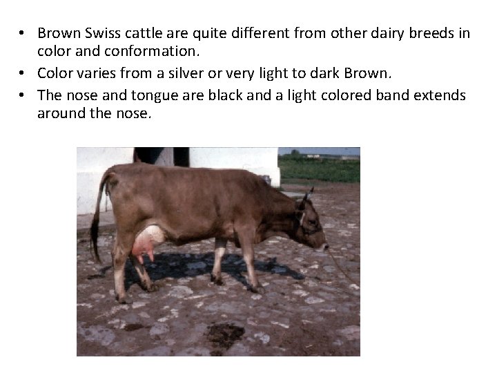 • Brown Swiss cattle are quite different from other dairy breeds in color • Brown Swiss cattle are quite different from other dairy breeds in color