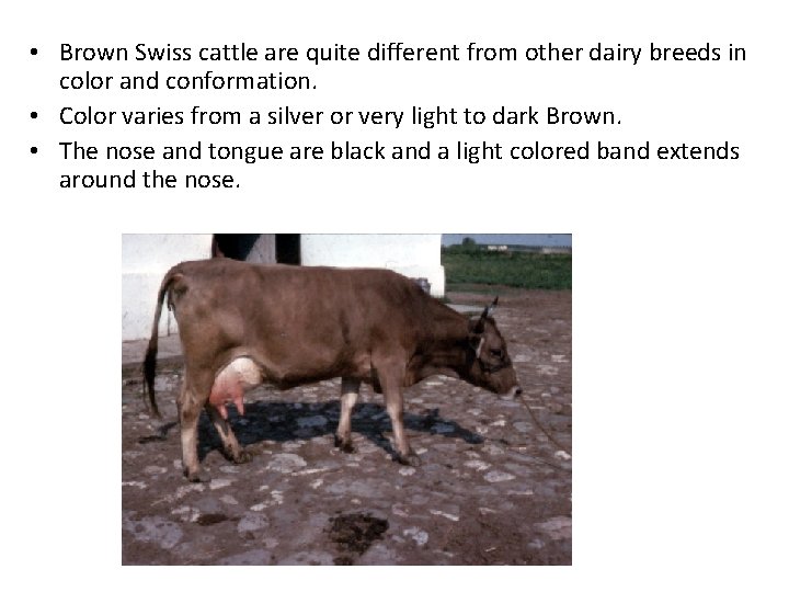  • Brown Swiss cattle are quite different from other dairy breeds in color