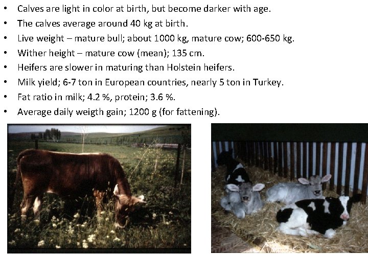 • • Calves are light in color at birth, but become darker with • • Calves are light in color at birth, but become darker with
