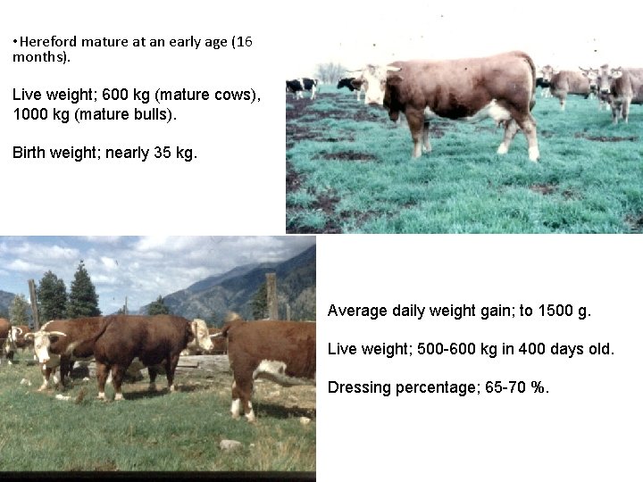 • Hereford mature at an early age (16 months). Live weight; 600 kg • Hereford mature at an early age (16 months). Live weight; 600 kg