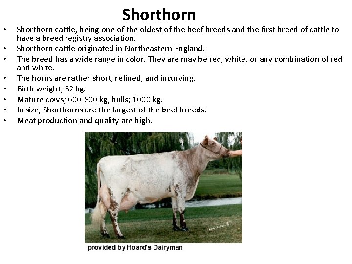 • • Shorthorn cattle, being one of the oldest of the beef breeds • • Shorthorn cattle, being one of the oldest of the beef breeds