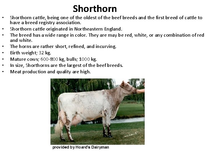  • • Shorthorn cattle, being one of the oldest of the beef breeds