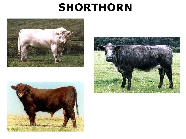 SHORTHORN 