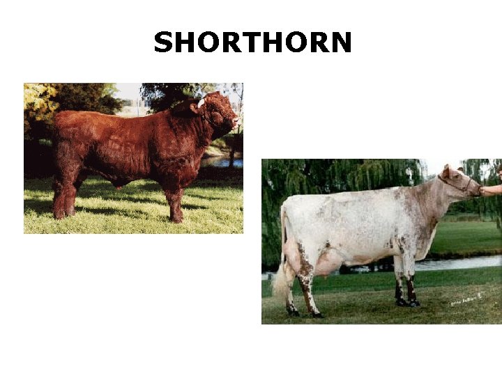 SHORTHORN SHORTHORN