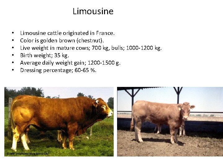 Limousine • • • Limousine cattle originated in France. Color is golden brown (chestnut).