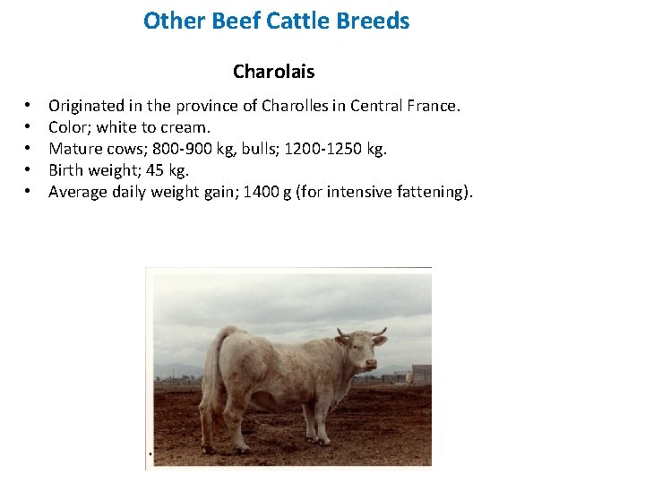 Other Beef Cattle Breeds Charolais • • • Originated in the province of Charolles Other Beef Cattle Breeds Charolais • • • Originated in the province of Charolles