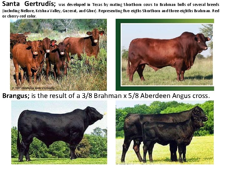 Santa Gertrudis; was developed in Texas by mating Shorthorn cows to Brahman bulls of Santa Gertrudis; was developed in Texas by mating Shorthorn cows to Brahman bulls of