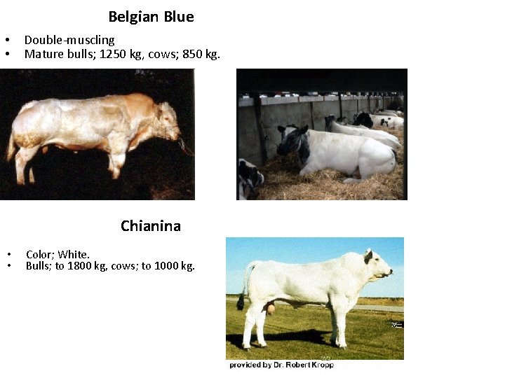 Belgian Blue • • Double-muscling Mature bulls; 1250 kg, cows; 850 kg. Chianina •