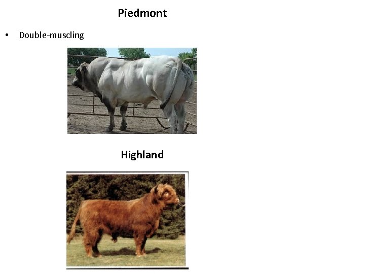 Piedmont • Double-muscling Highland 