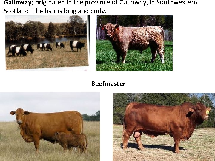 Galloway; originated in the province of Galloway, in Southwestern Scotland. The hair is long Galloway; originated in the province of Galloway, in Southwestern Scotland. The hair is long