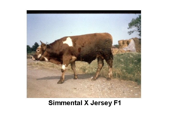 Simmental X Jersey F 1 