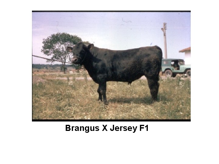 Brangus X Jersey F 1 