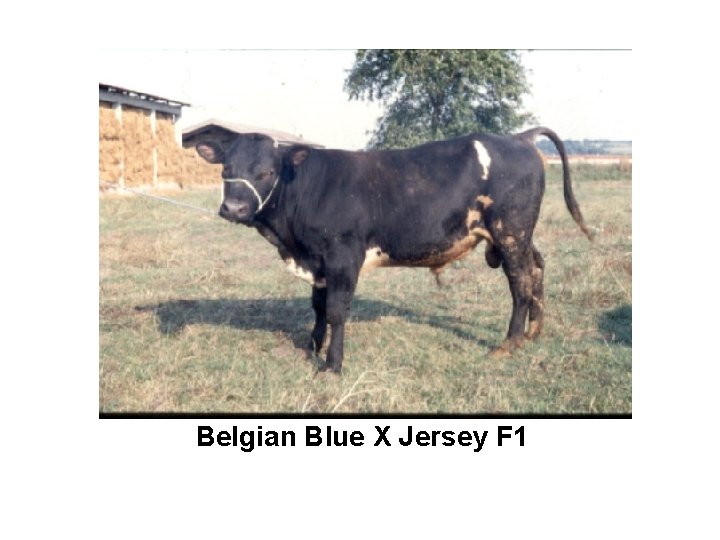 Belgian Blue X Jersey F 1 