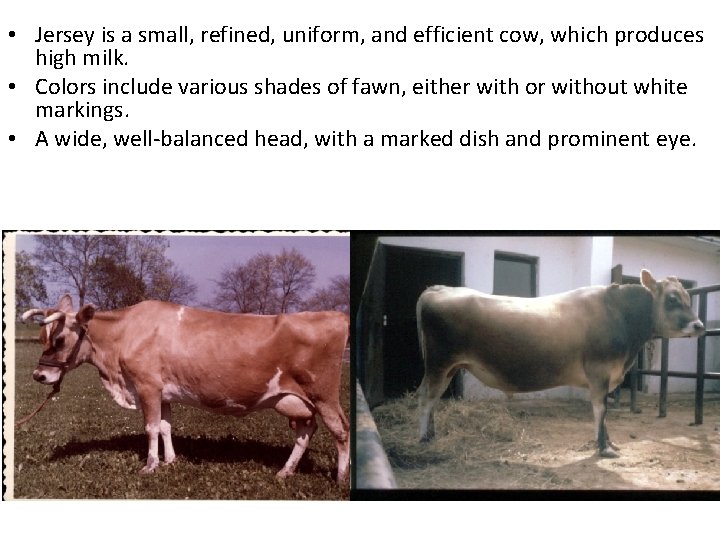  • Jersey is a small, refined, uniform, and efficient cow, which produces high