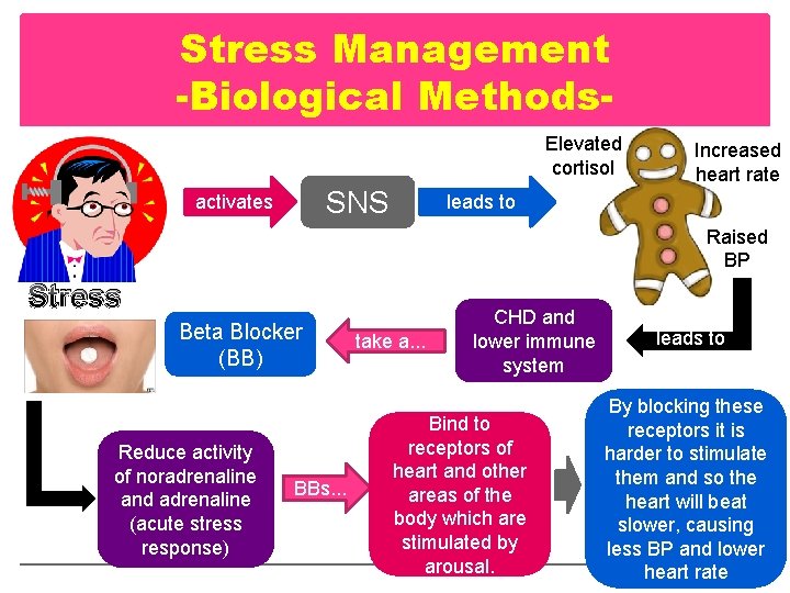 Stress Management -Biological Methods. Elevated cortisol SNS activates Increased heart rate leads to Raised