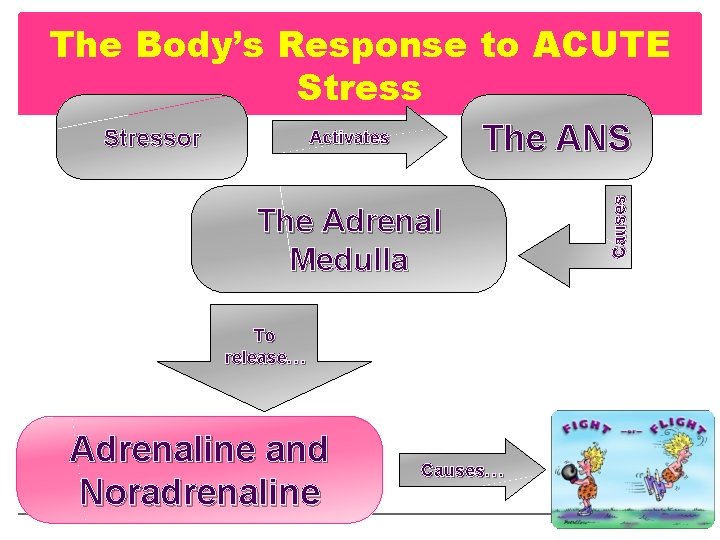 The Adrenal Medulla To release… Adrenaline and Noradrenaline Causes… Causes The Body’s Response to