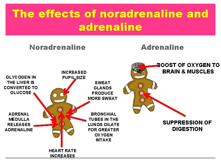 The effects of noradrenaline and adrenaline Noradrenaline Acute Stress GLYCOGEN IN THE LIVER IS