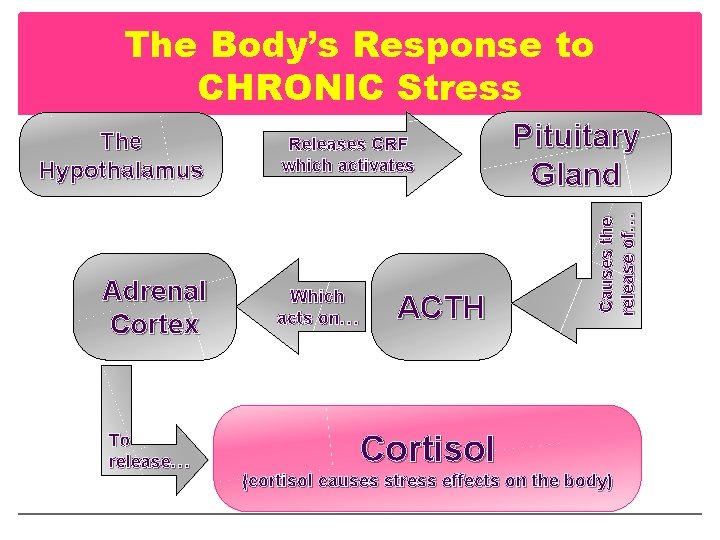 The Body’s Response to CHRONIC Stress Adrenal Cortex To release… Releases CRF which activates