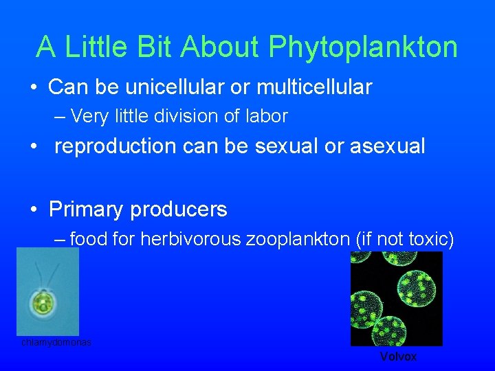 A Little Bit About Phytoplankton • Can be unicellular or multicellular – Very little