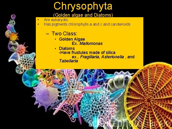 Chrysophyta • • (Golden algae and Diatoms) Are eukaryotic Has pigments chlorophylls a and