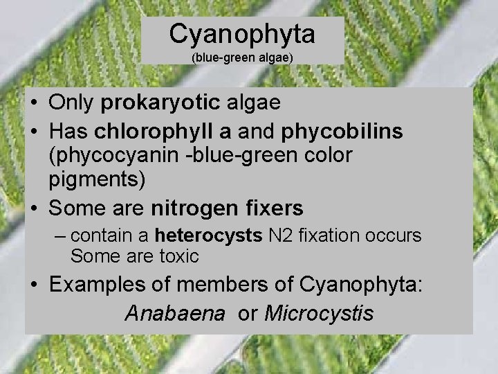 Cyanophyta (blue-green algae) • Only prokaryotic algae • Has chlorophyll a and phycobilins (phycocyanin