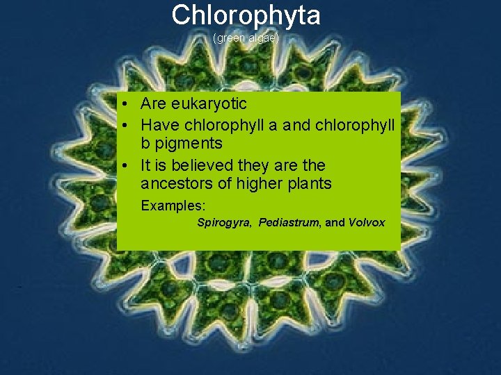 Chlorophyta (green algae) • Are eukaryotic • Have chlorophyll a and chlorophyll b pigments