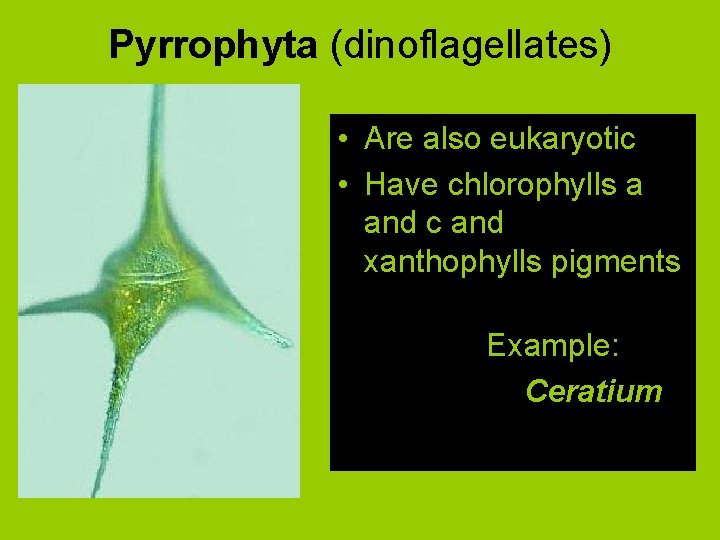 Pyrrophyta (dinoflagellates) • Are also eukaryotic • Have chlorophylls a and c and xanthophylls