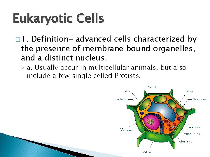 Eukaryotic Cells � 1. Definition- advanced cells characterized by the presence of membrane bound