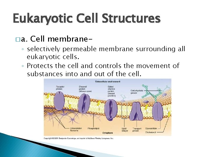 Eukaryotic Cell Structures � a. Cell membrane- ◦ selectively permeable membrane surrounding all eukaryotic