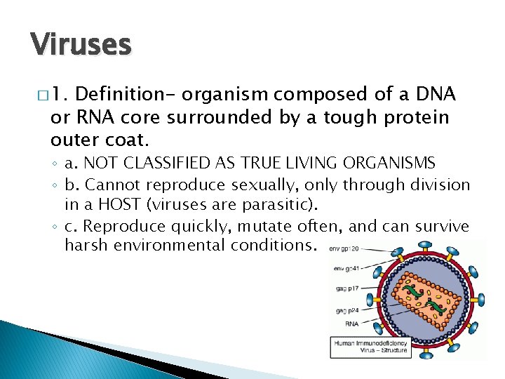 Viruses � 1. Definition- organism composed of a DNA or RNA core surrounded by