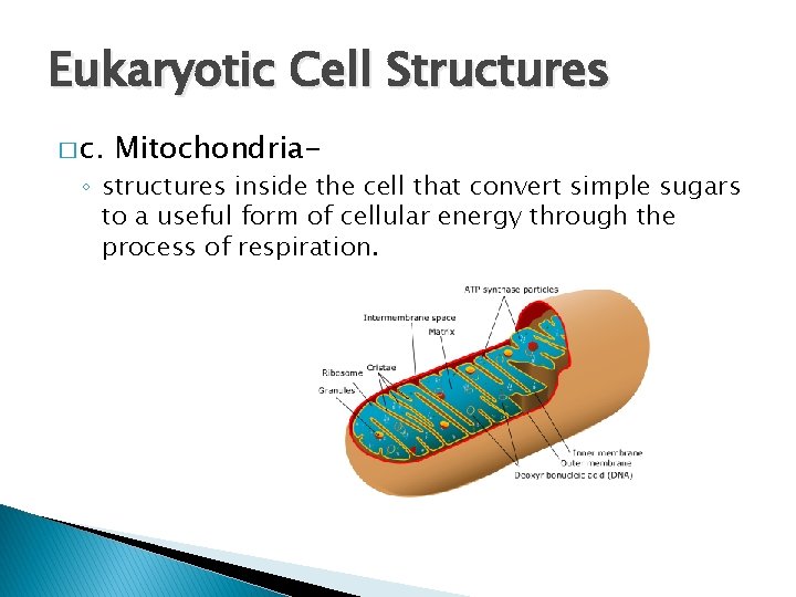 Eukaryotic Cell Structures � c. Mitochondria- ◦ structures inside the cell that convert simple