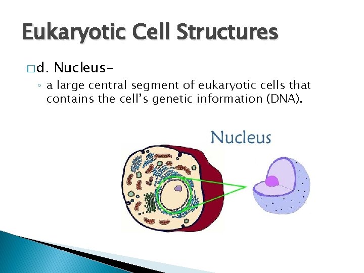Eukaryotic Cell Structures � d. Nucleus- ◦ a large central segment of eukaryotic cells Eukaryotic Cell Structures � d. Nucleus- ◦ a large central segment of eukaryotic cells