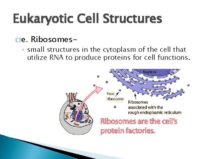 Eukaryotic Cell Structures � e. Ribosomes- ◦ small structures in the cytoplasm of the