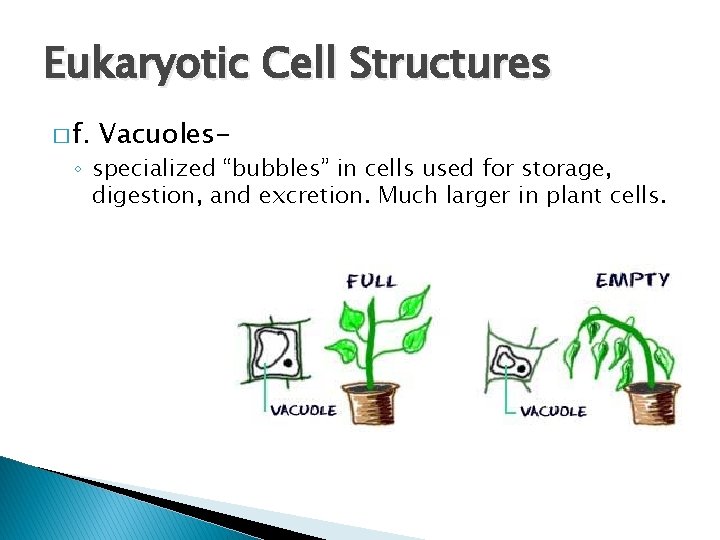 Eukaryotic Cell Structures � f. Vacuoles- ◦ specialized “bubbles” in cells used for storage,