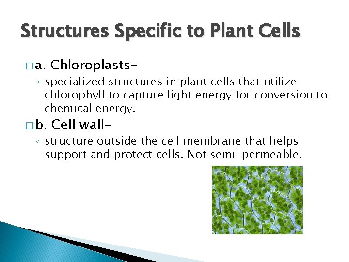 Structures Specific to Plant Cells � a. Chloroplasts- � b. Cell wall- ◦ specialized