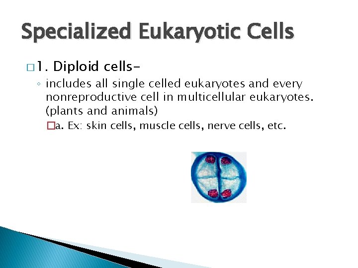 Specialized Eukaryotic Cells � 1. Diploid cells- ◦ includes all single celled eukaryotes and