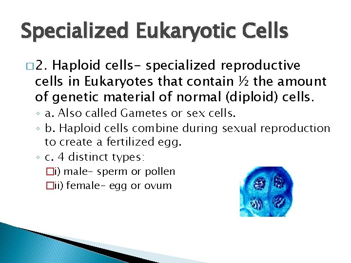Specialized Eukaryotic Cells � 2. Haploid cells- specialized reproductive cells in Eukaryotes that contain