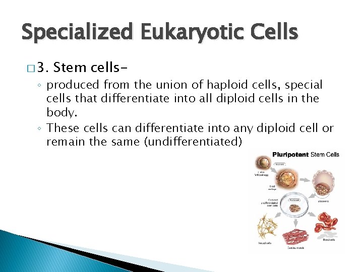 Specialized Eukaryotic Cells � 3. Stem cells- ◦ produced from the union of haploid