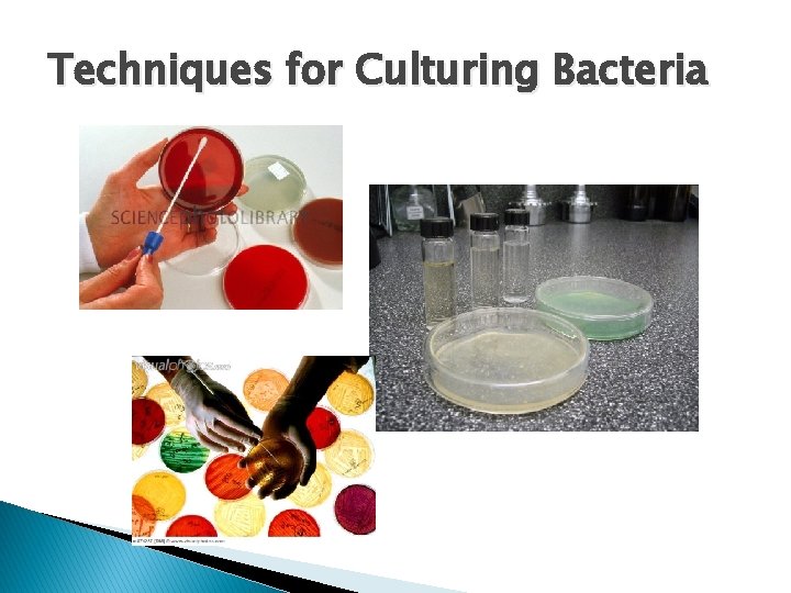 Techniques for Culturing Bacteria 