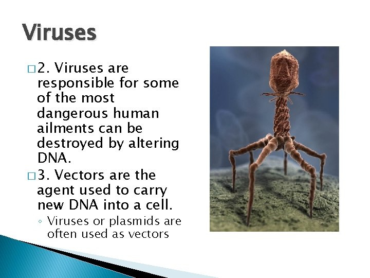 Viruses � 2. Viruses are responsible for some of the most dangerous human ailments
