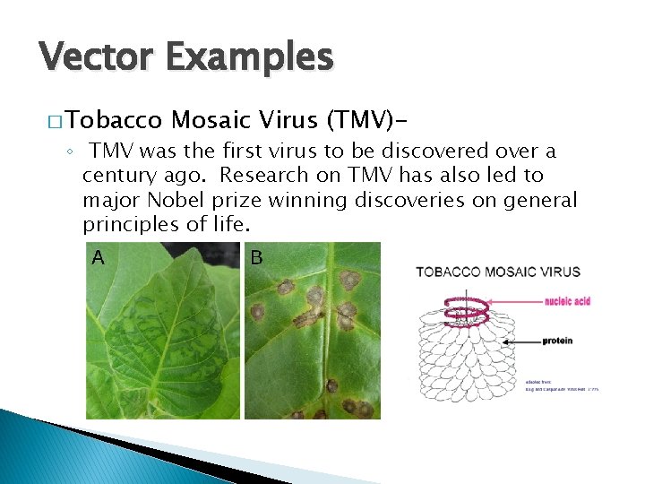 Vector Examples � Tobacco Mosaic Virus (TMV)- ◦ TMV was the first virus to