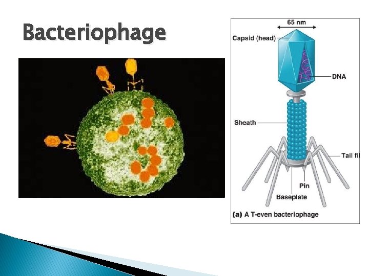 Bacteriophage Bacteriophage