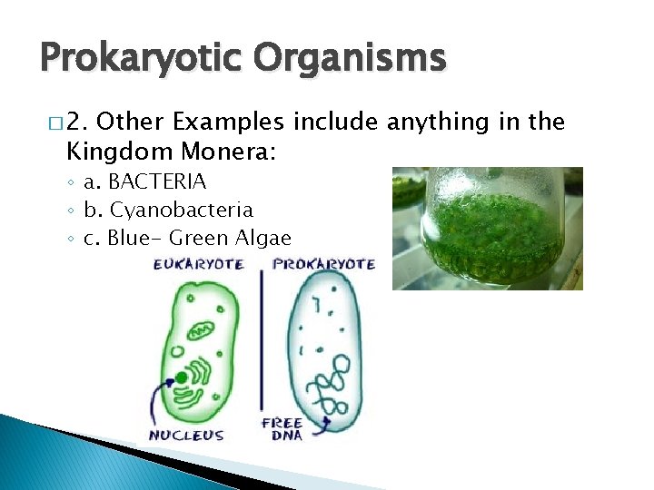 Prokaryotic Organisms � 2. Other Examples include anything in the Kingdom Monera: ◦ a.
