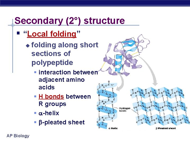 Secondary (2°) structure “Local folding” folding along short sections of polypeptide interaction between adjacent