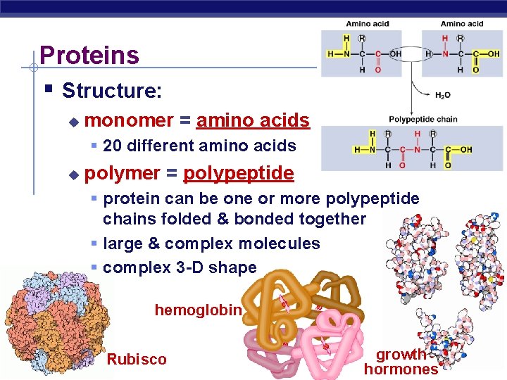 Proteins Structure: monomer = amino acids 20 different amino acids polymer = polypeptide protein