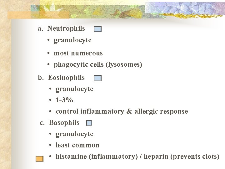 a. Neutrophils • granulocyte • most numerous • phagocytic cells (lysosomes) b. Eosinophils •