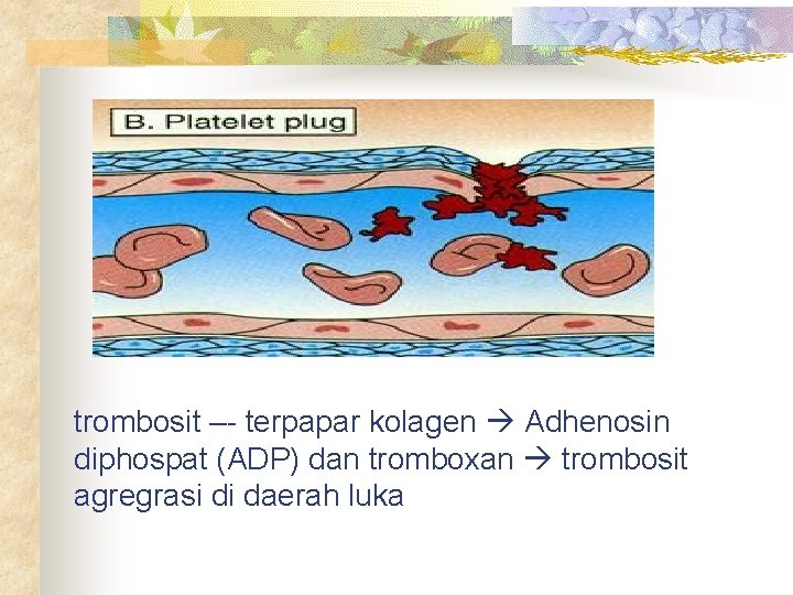 trombosit –- terpapar kolagen Adhenosin diphospat (ADP) dan tromboxan trombosit agregrasi di daerah luka