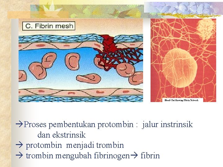  Proses pembentukan protombin : jalur instrinsik dan ekstrinsik protombin menjadi trombin mengubah fibrinogen