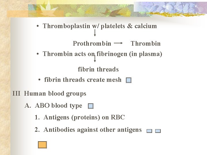  • Thromboplastin w/ platelets & calcium Prothrombin Thrombin • Thrombin acts on fibrinogen