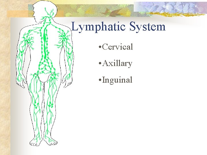 Lymphatic System • Cervical • Axillary • Inguinal 
